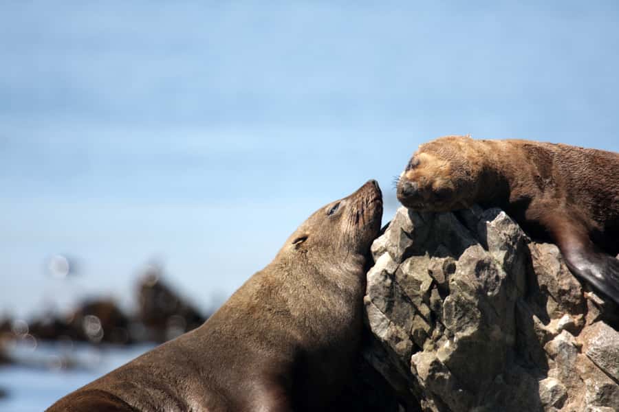 Big 5 Sea Safari Boat Ride of Gansbaai or Walker Bay - What the two-hour timing means for you