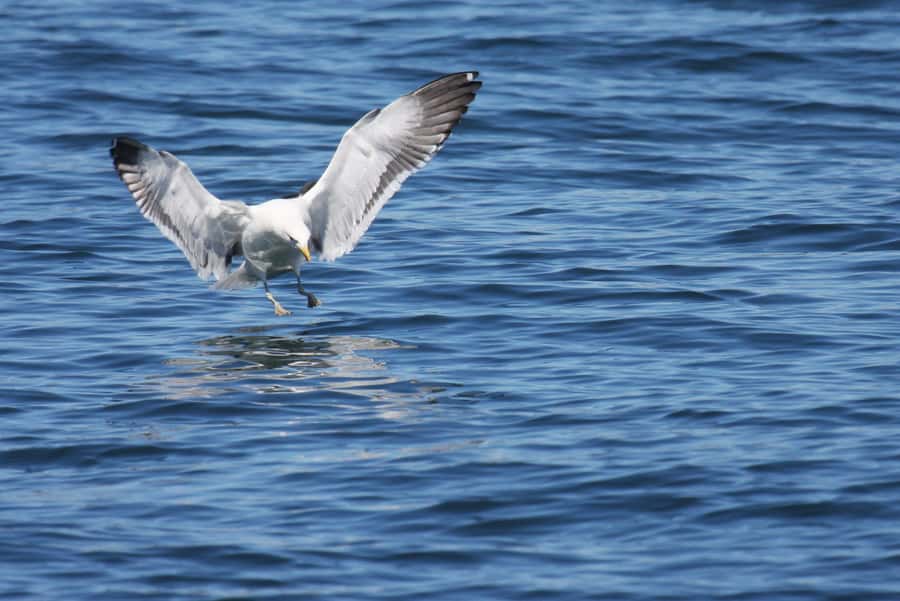 Big 5 Sea Safari Boat Ride of Gansbaai or Walker Bay - Is the $109 price fair?