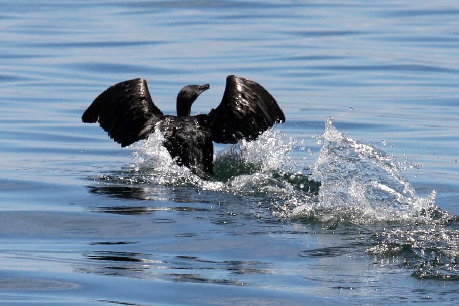 Big 5 Sea Safari Boat Ride of Gansbaai or Walker Bay - Who will enjoy this boat ride most?