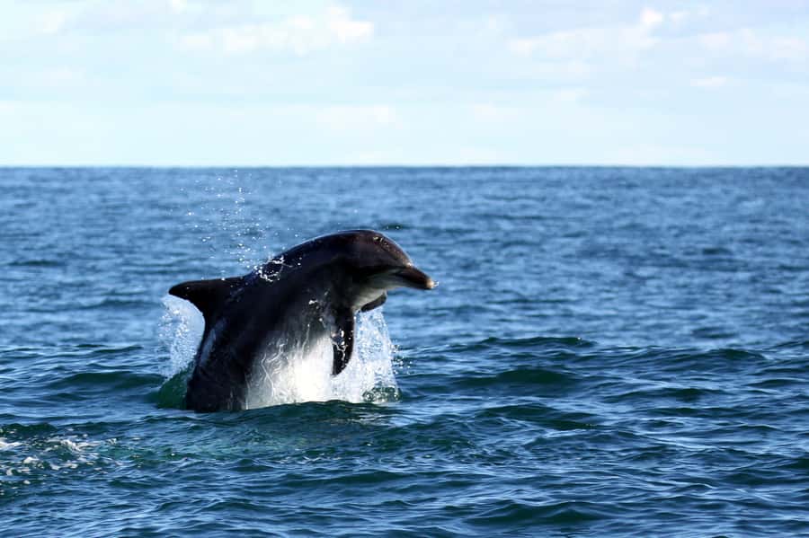 Big 5 Sea Safari Boat Ride of Gansbaai or Walker Bay - Looking for Walker Bay’s marine Big 5