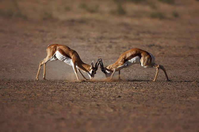 Big Five Game Reserve Wildlife Safari from Cape Town - The Cape Town pickup and two-hour road trip