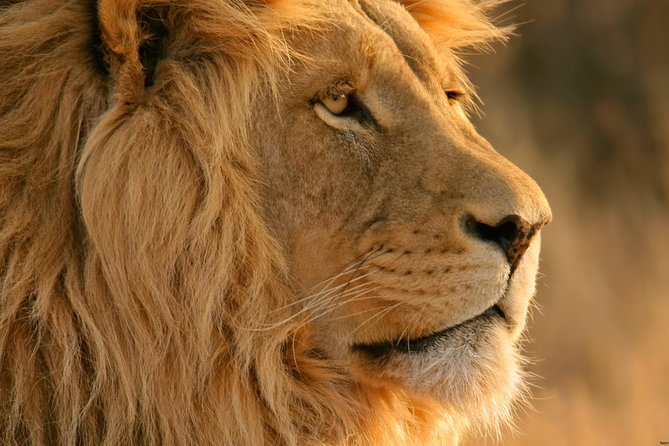 Big Five Safari and Breede River Valley Guided Day Trip - Wine, coffee, and the Breede River Valley