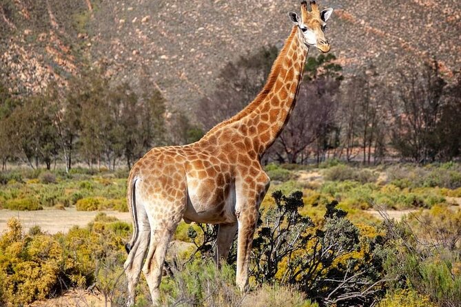 Big Five Safari Experience Near Cape Town ,South Africa - Why this Cape Town safari works for a short visit