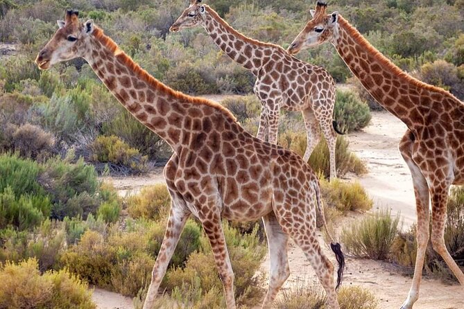Big Five Safari Experience Near Cape Town ,South Africa - Arriving at Aquila Safari Reserve