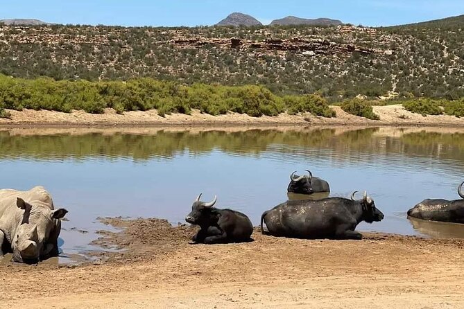 Big Five Safari Experience Near Cape Town ,South Africa - Three hours searching for wildlife