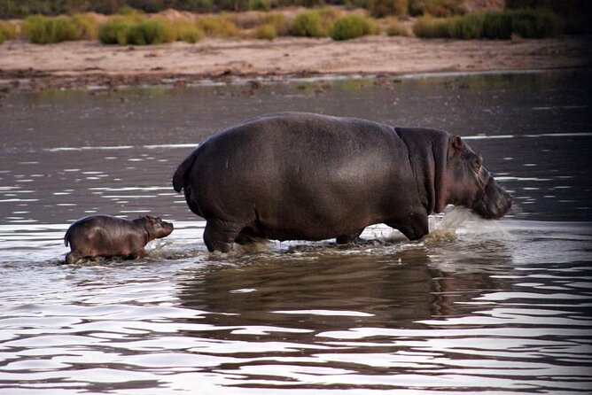 Big Five Safari Experience Near Cape Town ,South Africa - What the price really buys you