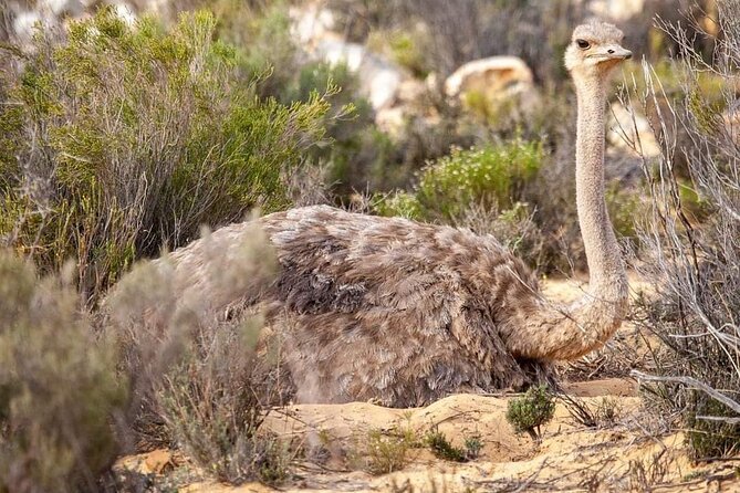 Big Five Safari Experience Near Cape Town ,South Africa - Timing, food, and practical planning