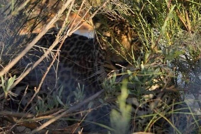Big Five Safari Experience Near Cape Town ,South Africa - Leaving Cape Town around 9:00 in the morning