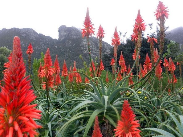 Birdwatching in Cape Town - Key points for planning your birding day