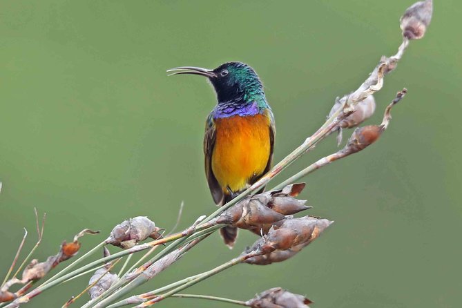 Birdwatching in Cape Town - Why this Cape Town birding route works
