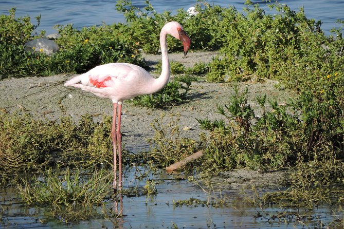 Birdwatching in Cape Town - Comfort, timing, and what the price covers