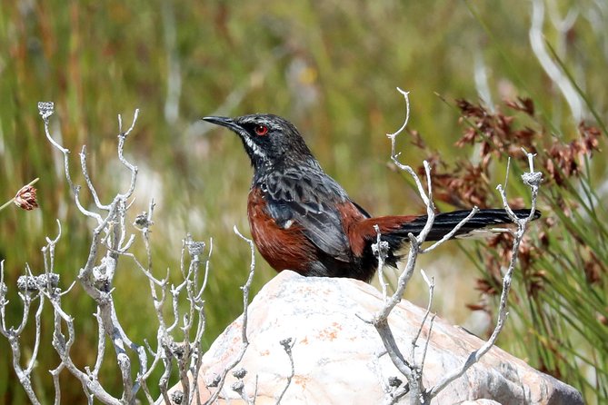 Birdwatching in Cape Town - Weather, walking, and other practical points
