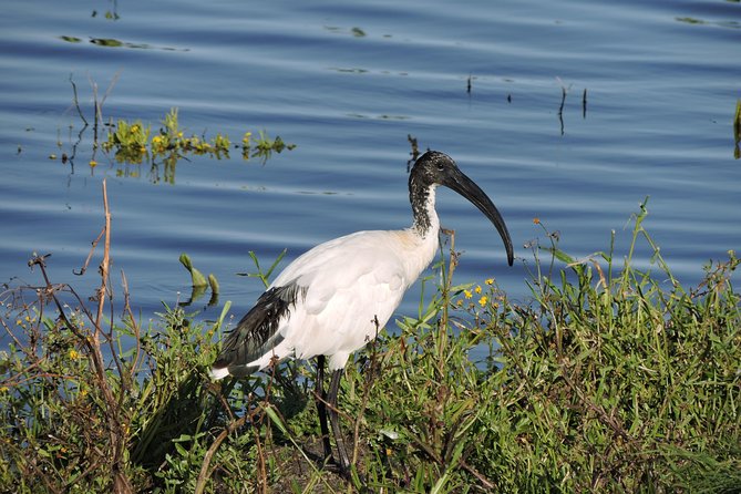 Birdwatching in Cape Town - Who should book this private birding day?