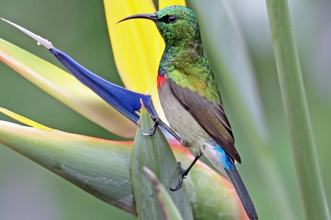 Birdwatching in Cape Town - Morning among Kirstenbosch’s fynbos and forest birds