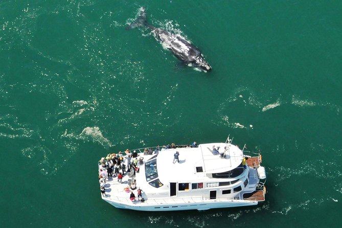 Boat Based Whale Watching from Hermanus - From Cape Town to Hermanus before sunrise