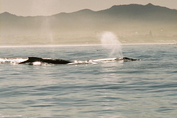 Boat Based Whale Watching from Hermanus - Boarding the catamaran at Hermanus New Harbour