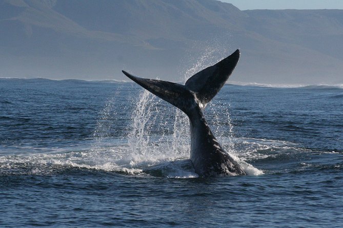 Boat Based Whale Watching from Hermanus - What you may see on the water