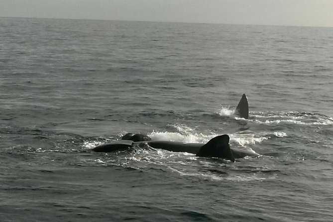 Boat Based Whale Watching from Hermanus - The value of the private format