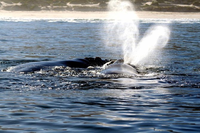 Boat Based Whale Watching from Hermanus - What the guide adds to the day