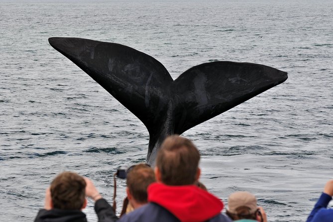 Boat Based Whale Watching from Hermanus - The shore briefing sets the scene