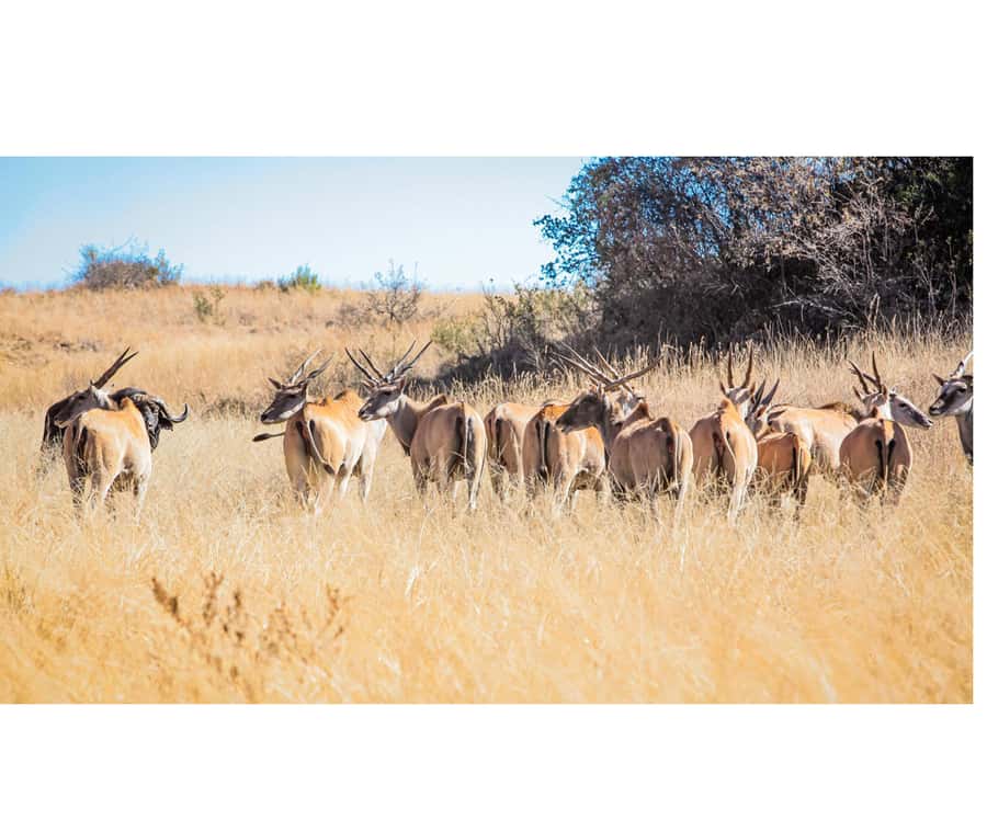 Bothongo Rhino and Lion Nature Reserve Self Drive - What the self-drive roads are like