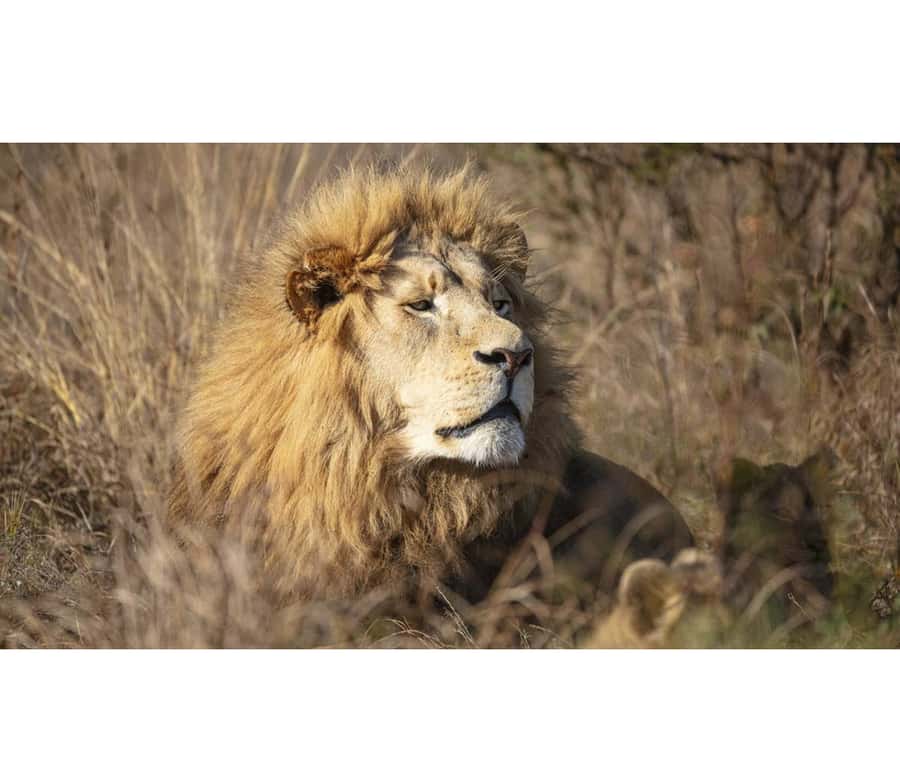 Bothongo Rhino and Lion Nature Reserve Self Drive - Start with the predator enclosures