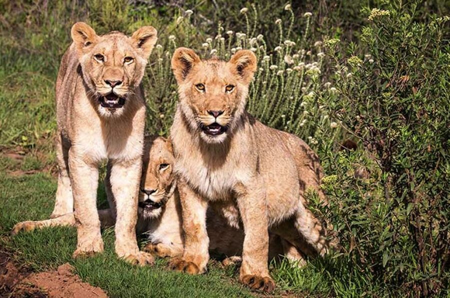 Botlierskop Private Game Reserve: 3.5-Hour Sunset Game Drive - What the 4,200-hectare reserve means for your day