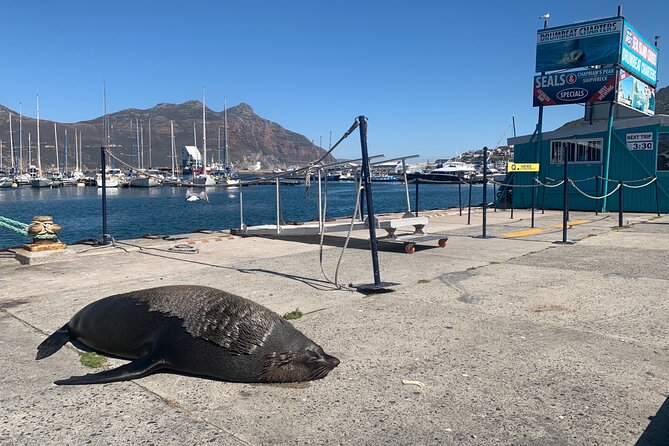Boulders Beach Penguins and Seal Island Boat Trip Half Day Tour - Hout Bay and the Seal Island boat ride