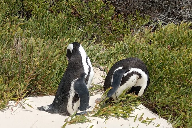 Boulders Beach Penguins and Seal Island Boat Trip Half Day Tour - Chapman’s Peak viewpoint and the coastal road