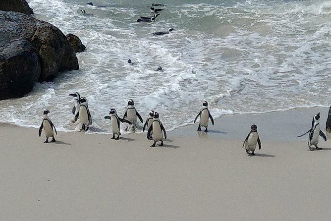 Boulders Beach Penguins and Seal Island Boat Trip Half Day Tour - What the $75 price really covers