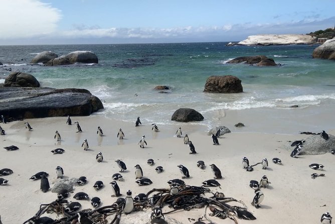 Boulders Beach Penguins and Seal Island Boat Trip Half Day Tour - Timing, pickup, and cancellation details