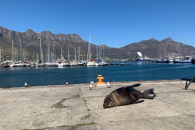 Boulders Beach Penguins and Seal Island Boat Trip Half Day Tour - From Boulders Beach to Hout Bay