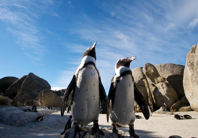 Boulders Beach Penguins Half Day Tour - Why the penguin stop is worth the morning