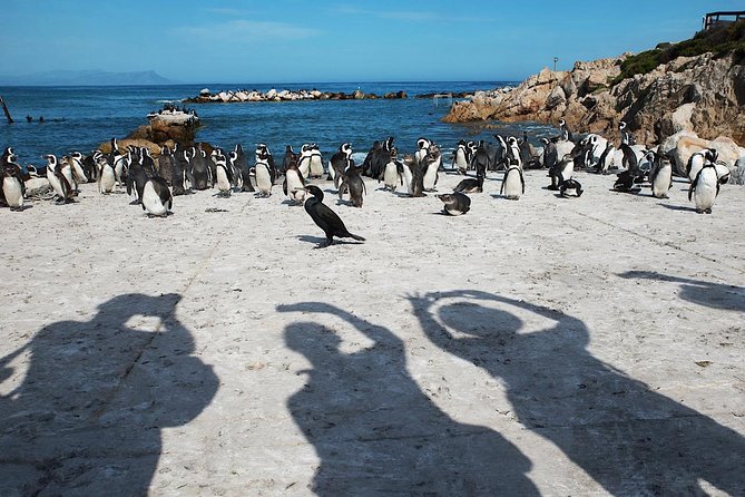 Cape Agulhas Full Day Private Tour from Cape Town - Is $216.80 per person good value?