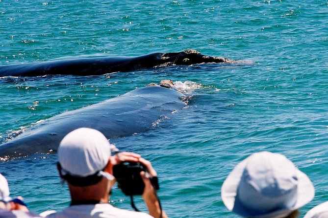 Cape Agulhas Full Day Private Tour from Cape Town - Hermanus for whales, lunch, and wine country
