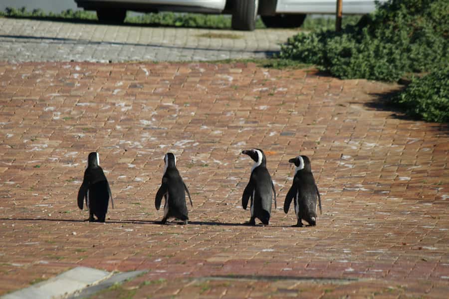 Cape Agulhas, Hermanus & Stoney point Penguins full Day Tour - The return through the Overberg