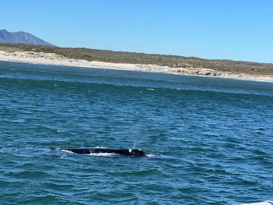 Cape Agulhas, Hermanus whales & Wine Tasting Day Trip - Sir Lowry’s Pass and the road south