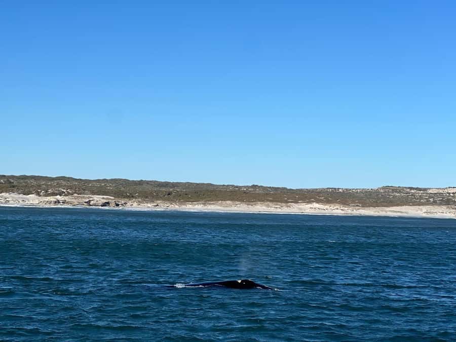 Cape Agulhas, Hermanus whales & Wine Tasting Day Trip - Caledon, Napier, and Bredasdorp