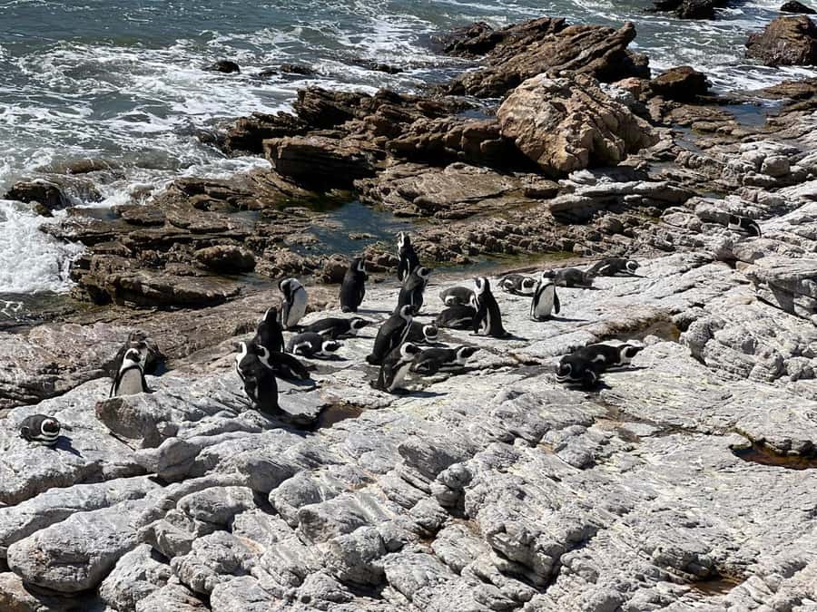 Cape Agulhas, Hermanus whales & Wine Tasting Day Trip - African penguins at Stony Point
