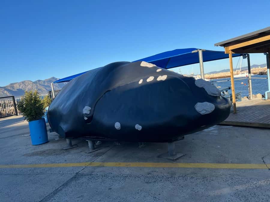 Cape Agulhas, Hermanus whales & Wine Tasting Day Trip - Wine and cheese in Stellenbosch