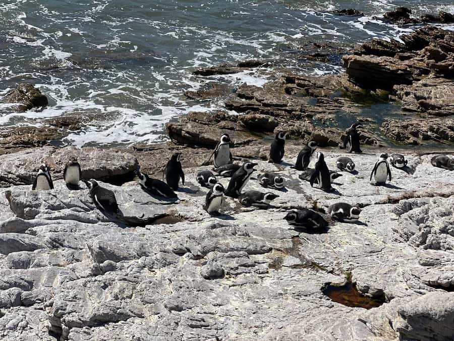 Cape Agulhas, Hermanus whales & Wine Tasting Day Trip - Leaving Cape Town through Khayelitsha