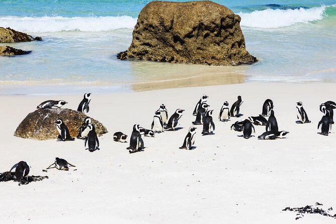 Cape of Good Hope and Boulders Beach Group Tour in Cape Town - Hout Bay gives you a choice