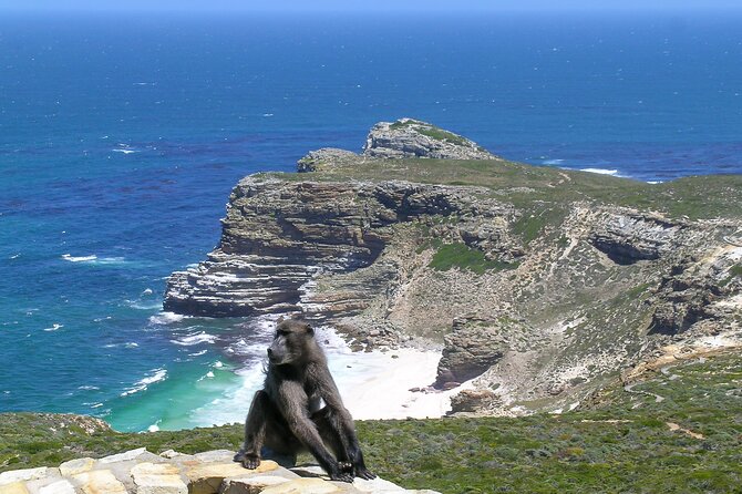 Cape of Good Hope and Boulders Beach Group Tour in Cape Town - Chapman’s Peak Drive is the route’s great road view