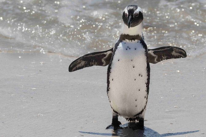 Cape of Good Hope and Boulders Beach Group Tour in Cape Town - Cape Point offers a walk or a paid shortcut