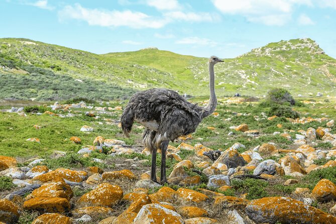 Cape of Good Hope and Boulders Beach Group Tour in Cape Town - Bo-Kaap starts the day with color and culture