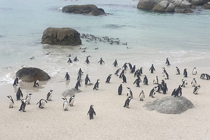 Cape of Good Hope and Cape Winelands Day Tour from Cape Town - From the Peninsula to Stellenbosch
