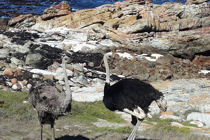 Cape of Good Hope and Cape Winelands Day Tour from Cape Town - Who Should Book This Tour