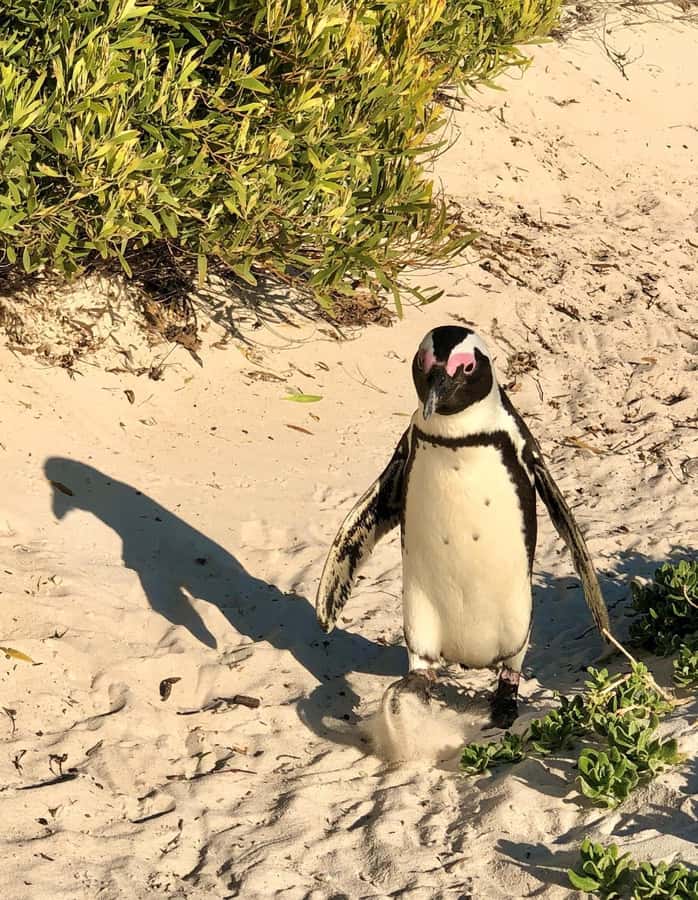 Cape of Good Hope and Penguins Full-Day Private Tour - Lunch in Simon’s Town