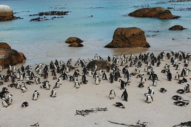 Cape Of Good Hope and Penguins Full Day Small Group Tour from Cape Town - Bo-Kaap and Cape Town’s quick opening tour