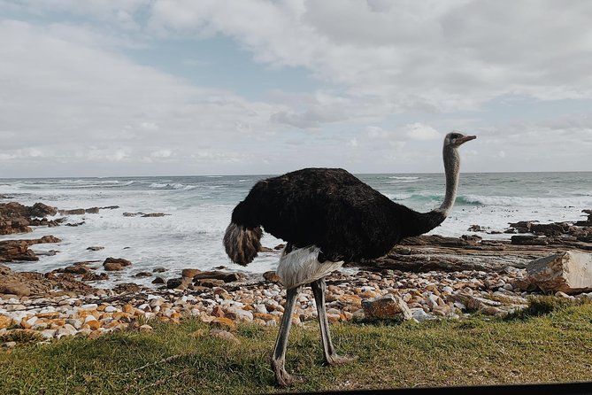 Cape Of Good Hope and Penguins Full Day Small Group Tour from Cape Town - Muizenberg and the return to Cape Town